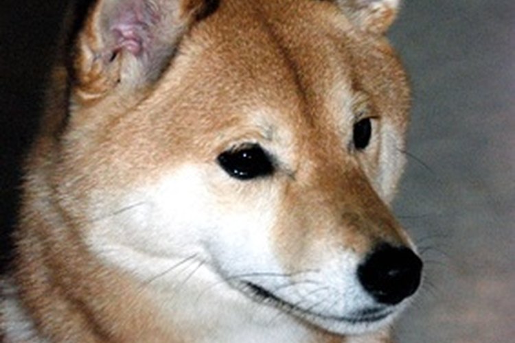 Los cachorros pueden ser particularmente vulnerables a varias condiciones cuyos síntomas incluyen encías blancas o pálidas.