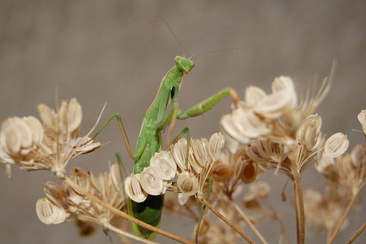 El abdomen de la mantis religiosa está cubierto con un exoesqueleto.