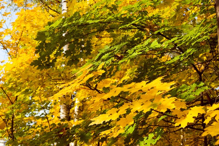 A diferencia de los pinos, los árboles de hojas anchas y caducas, no pueden arriesgarse a mantener sus hojas durante el invierno.