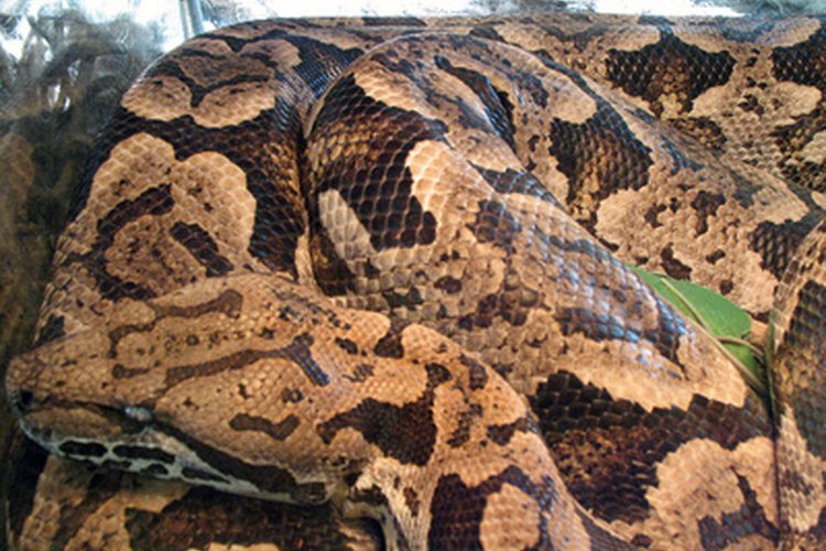 Digerir el esqueleto de la presa permite a la serpiente restablecer una estructura interna.