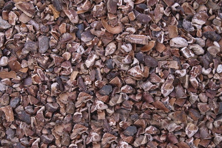 Los granos de cacao se pueden convertir en trocitos de cacao o chocolate.