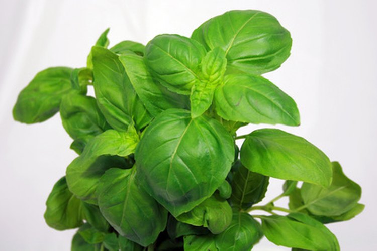 Albahaca.