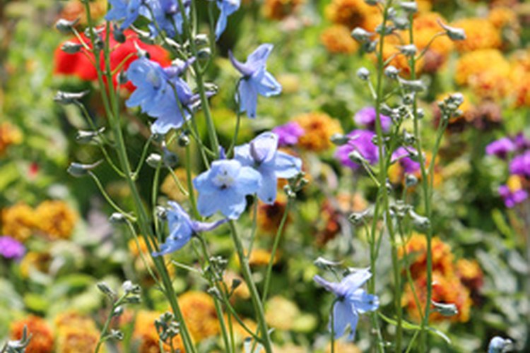 Fertilizar apropadiamente asegura flores hermosas.