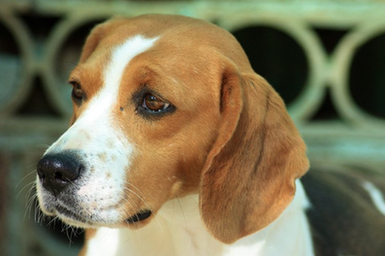Las medidas de la altura normal de los beagles están divididas en dos categorías diferentes.