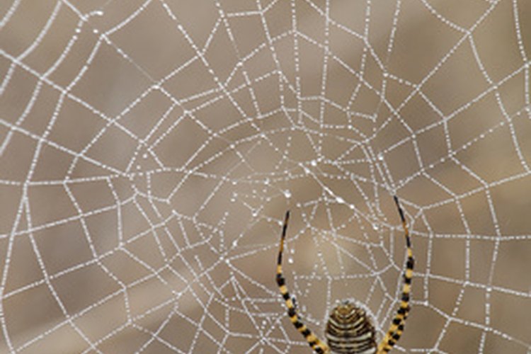 Las telas de araña son buenas para decorar una fiesta temática de Harry Potter.