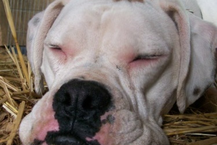 La sedación a veces es un efecto deseado de la morfina para las lesiones caninas.