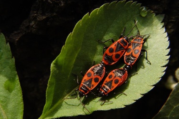 Las chinches tienen varios tipos de enemigos naturales que se alimentan de ellas.