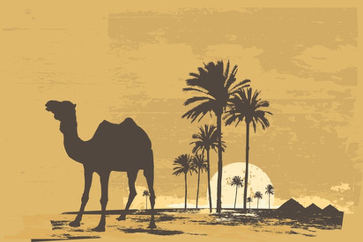 Los animales del desierto y las plantas sobreviven y prosperan.