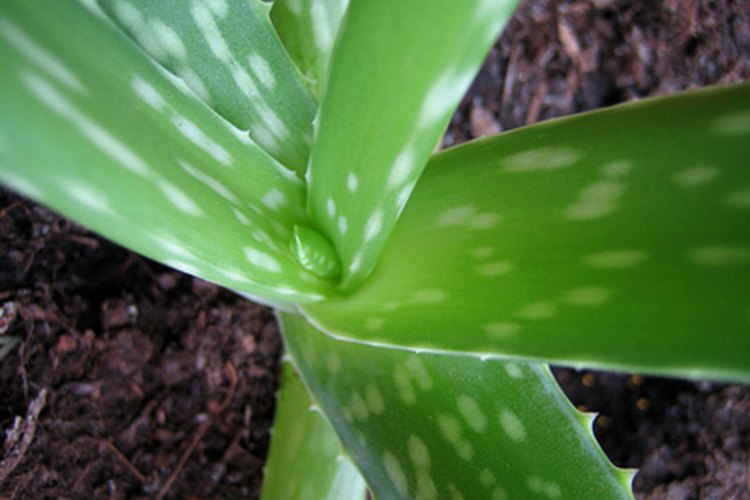 Aloe vera.