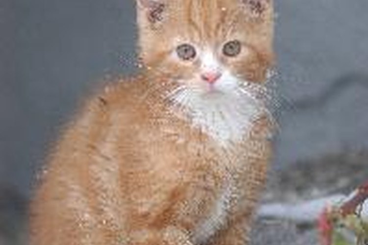 Castrar a un gato puede variar en costos dependiendo del veterinario o clínica.