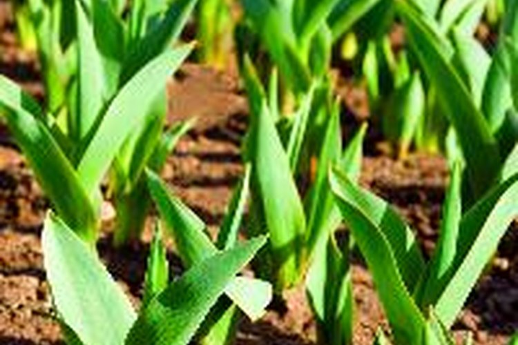 El fertilizante de urea se utiliza ampliamente en el sector de la agricultura.
