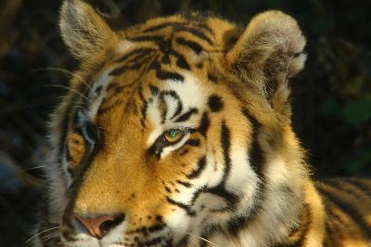 Los tigres son asesinados por sus órganos, pieles y huesos, que se utilizan en la medicina oriental.