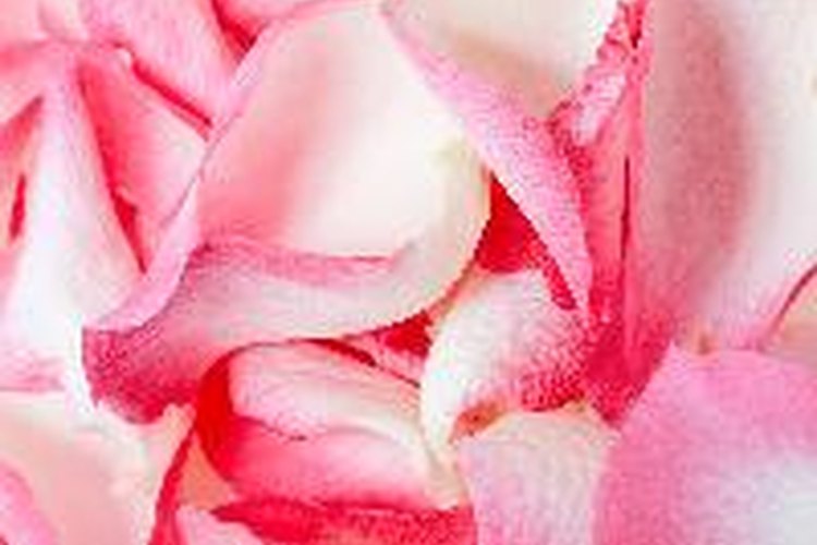Almacena rosas en el refrigerador a temperaturas de entre 0 y 3 grados centígrados.