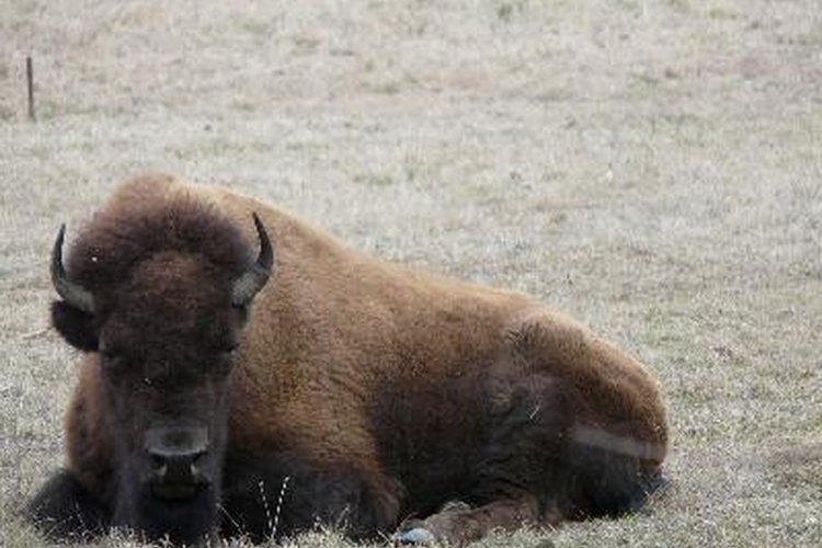 Por qué casi se extinguieron los bisontes.