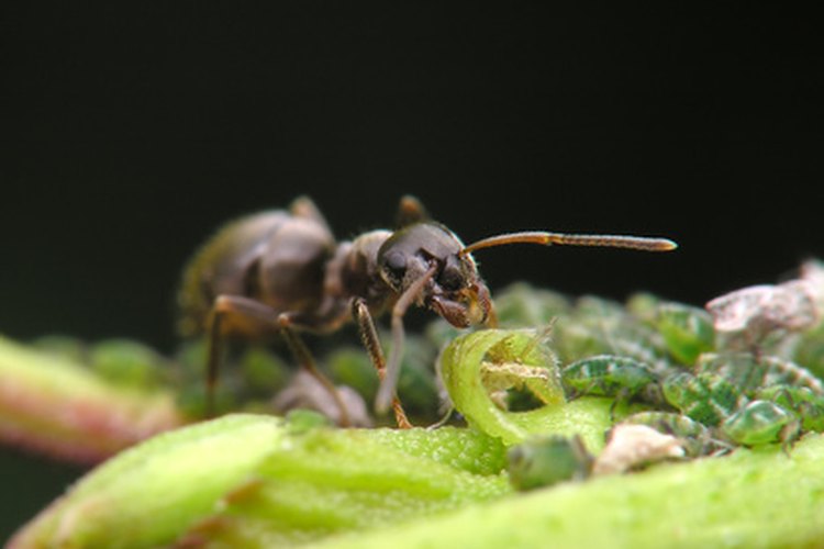 Mantén las hormigas fuera de tus plantas con hierbas aromáticas.