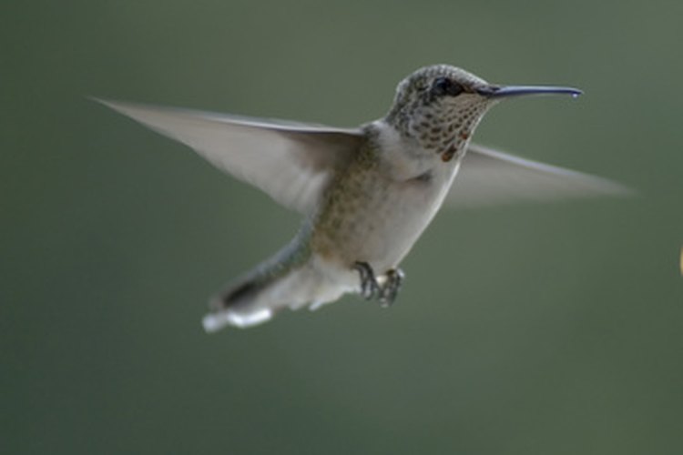 Los colibríes tienen requisitos específicos de vivienda.