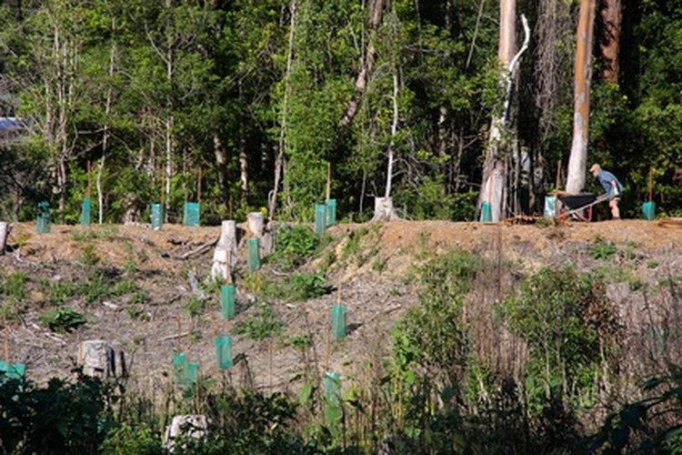 La restauración ambiental es conducida por los ingenieros ambientales.