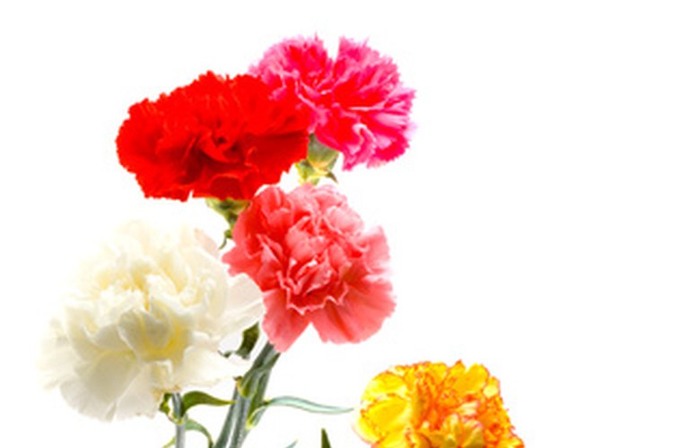 Los muchos colores de los claveles significan diferentes cosas en floriografía