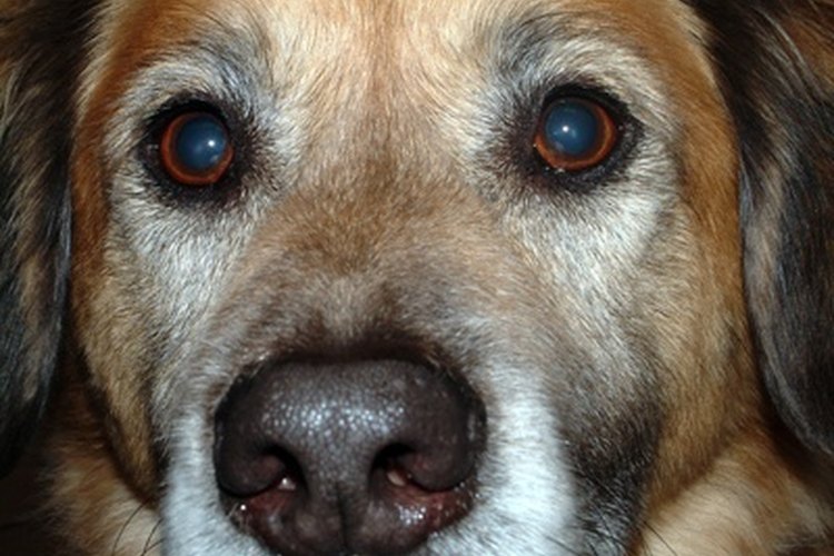 Los perros están especialmente en riesgo de tener garrapatas.