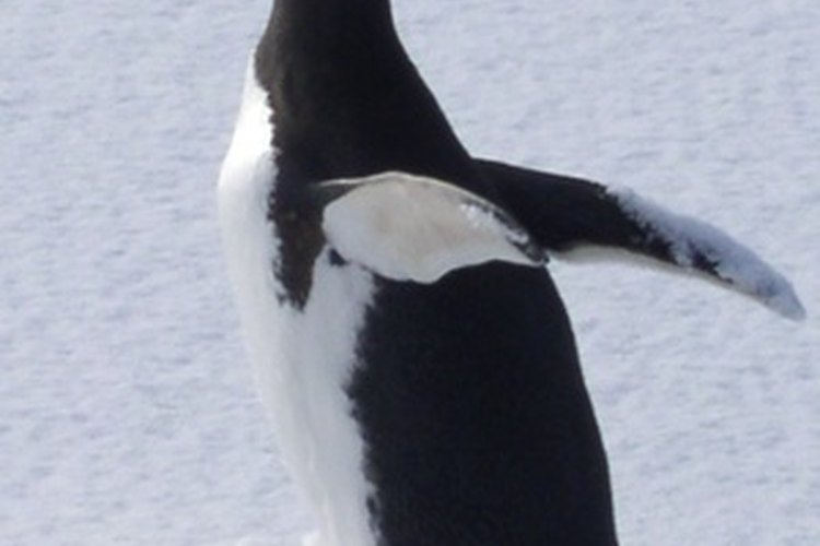 Los pingüinos no tienen rodillas.