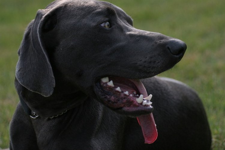 El cepillado diario y las limpiezas dentales anuales mantendrán el hocico de tu perro en buenas condiciones.