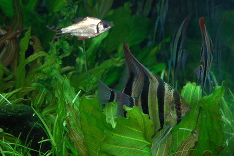 Un pez ángel y un tetra nadan en un tanque.