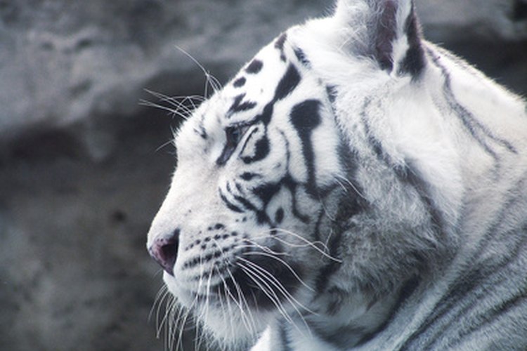 La población global de tigres ha ido desapareciendo a tener cerca de 3000 miembros.