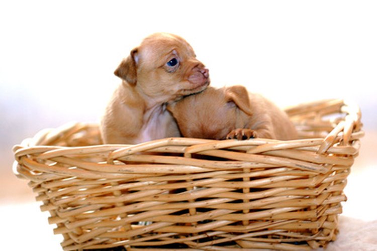 Muchos nacimientos de chihuahuas son el resultado de cesáreas.