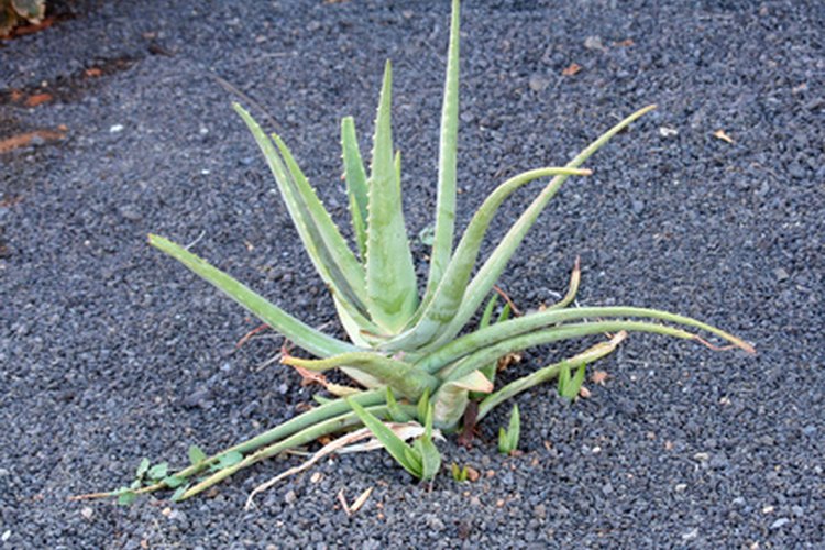 El Aloe vera tiene hojas verde puntiagudas.