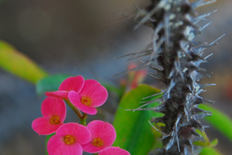 Flores del cactus corona de espinas.