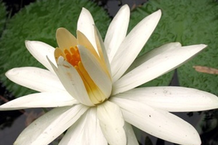 Un tatuaje de flor de loto es una opción popular.