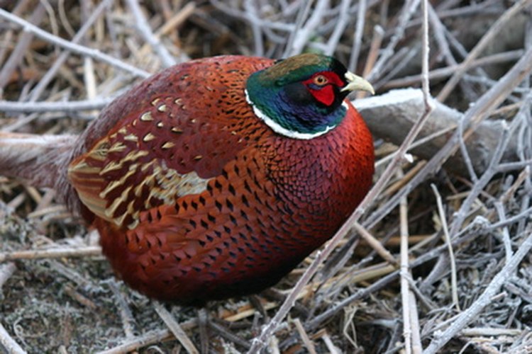 Los polluelos de faisanes son usualmente criados para ser objetivo de los cazadores de aves.