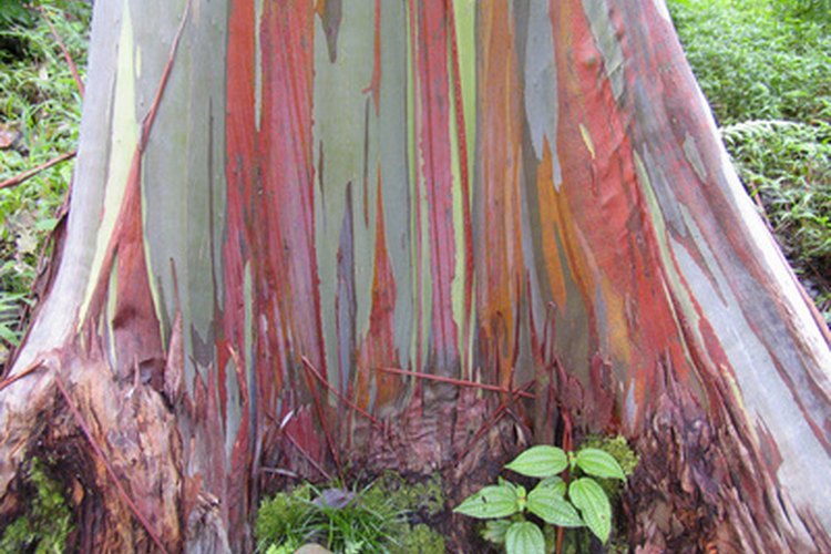 El árbol gomero arcoris tiene una corteza de colores muy vivos.