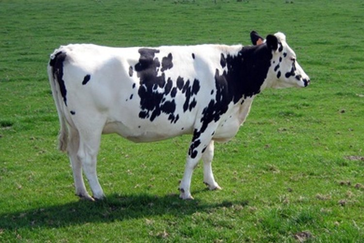 Si un imán está diseñado incorrectamente es posible que atraiga el metal hacia sus extremos en vez de a su centro, causando que los objetos metálicos sobresalgan del estómago de la vaca.