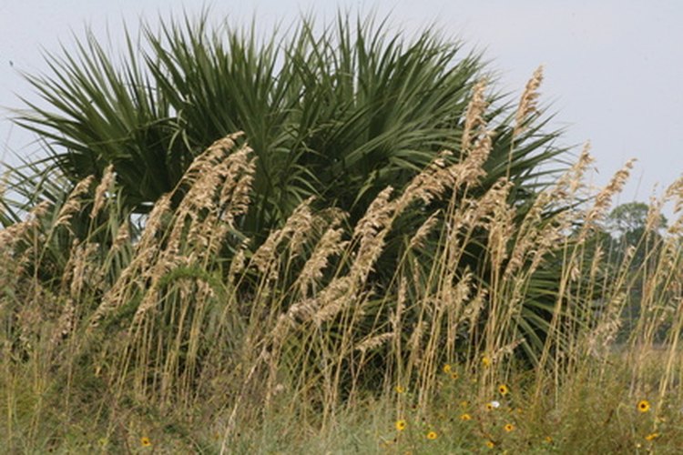 Usa la harina de avena como remplazo saludable de la harina de trigo.