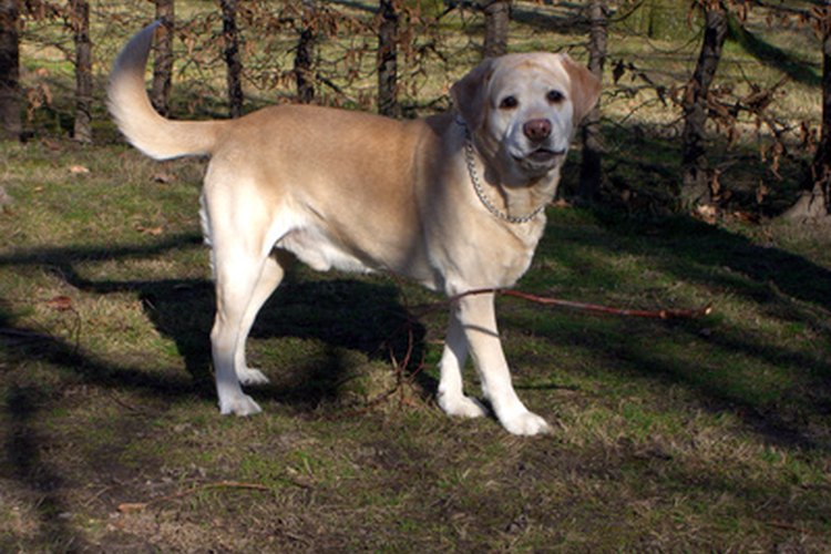 Los labradores son propensos a alergias e infecciones de oído.