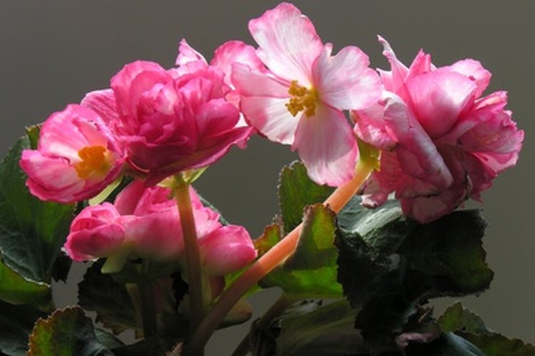 La mayoría de las begonias no pueden sobrevivir bajo luz directa del sol, pero un tipo es especialmente experto en soportar el sol caliente.