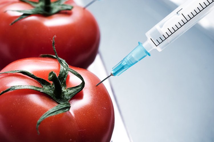 La hormona que se inyecta en uno de estos tomates es una variable controlada.