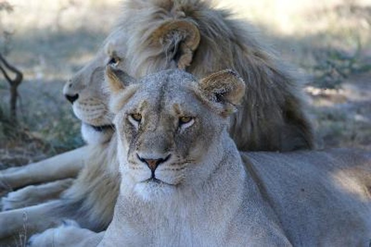 Pareja de leones.