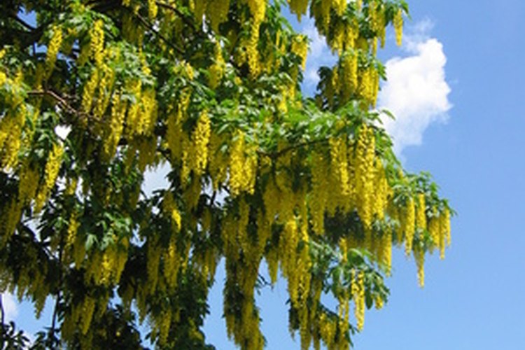 El laburnum es el árbol favorito de los jardineros.