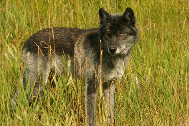 El lobo deja la huella más grande de todos los caninos.