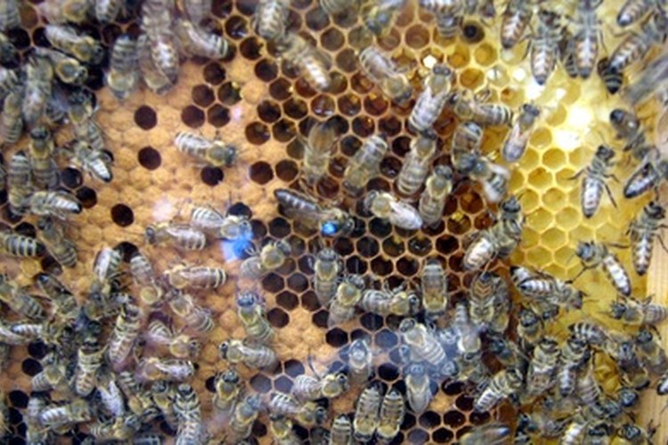 Enjambre de abejas con su reina.