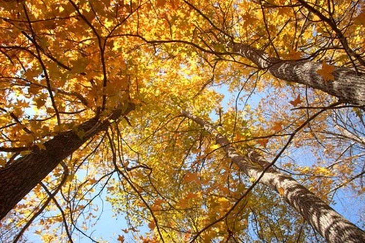 La caída de la fruta en otoño fomenta el uso de las bolas para la decoración de la época.
