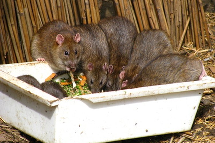 Deshazte de ratas y ratones tan rápido como puedas.