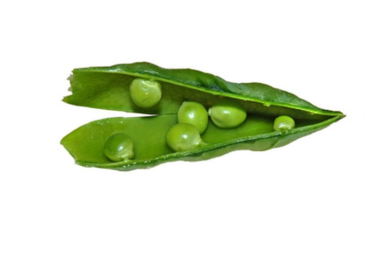 Al igual que los frijoles, los guisantes son de confianza y se ven como el producto que acaban de producir.