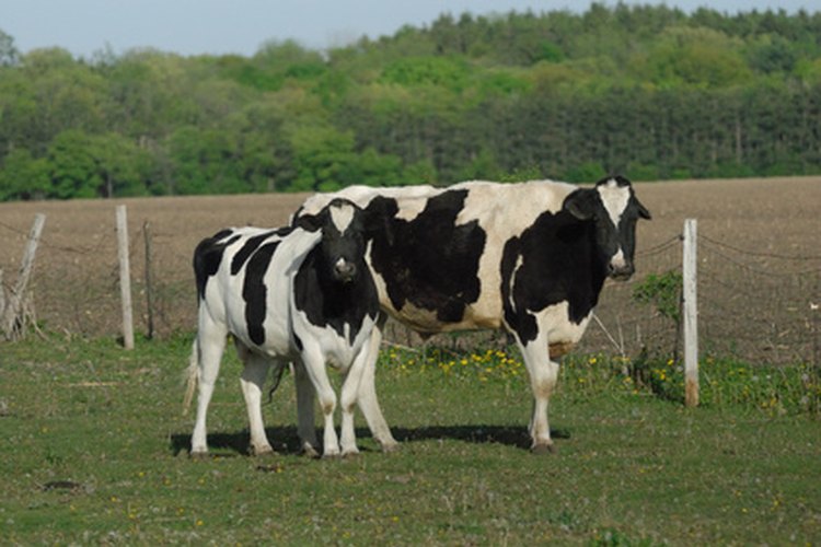 Los novillos Holstein suelen crecer más rápidamente que los demás.