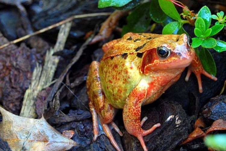 Descubre el fascinante mundo de las ranas y los sapos.