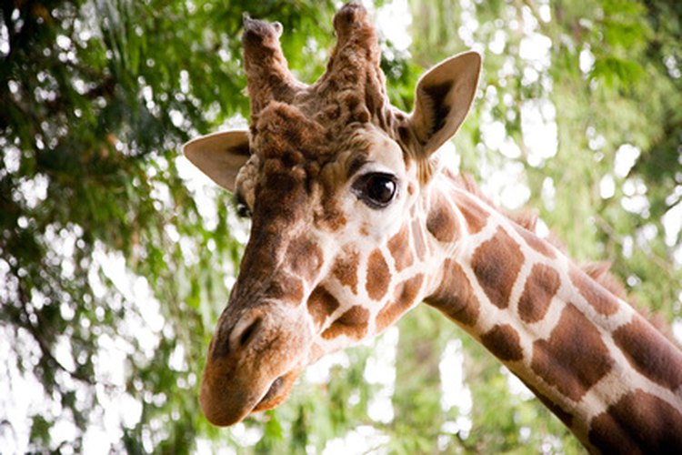Encontrar animales en el zoológico para una búsqueda del tesoro puede ser divertido para los niños.