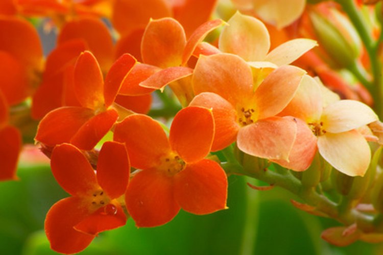 Cómo propagar el kalanchoe.