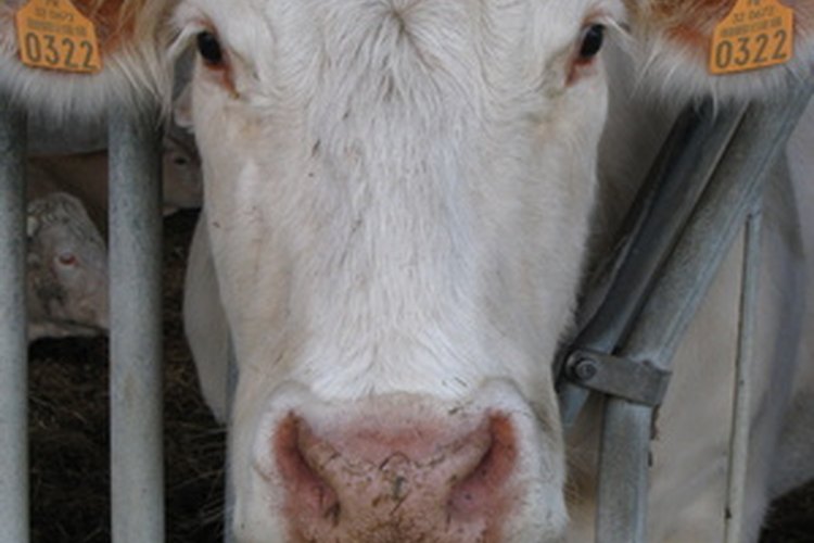 Tanto las vacas como los toros poseen cuernos.